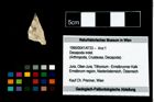 Foto (Objekt + Etikett) von Decapoda indet.  (NHMW-GEO-1990-0041-4733)